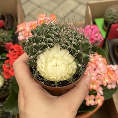 Gymnocalycium Mihanovichii Cristata pote 09 na internet