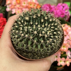 Gymnocalycium Mihanovichii Cristata pote 09 - comprar online