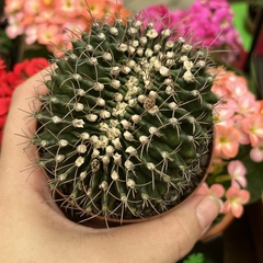 Gymnocalycium Mihanovichii Cristata pote 09