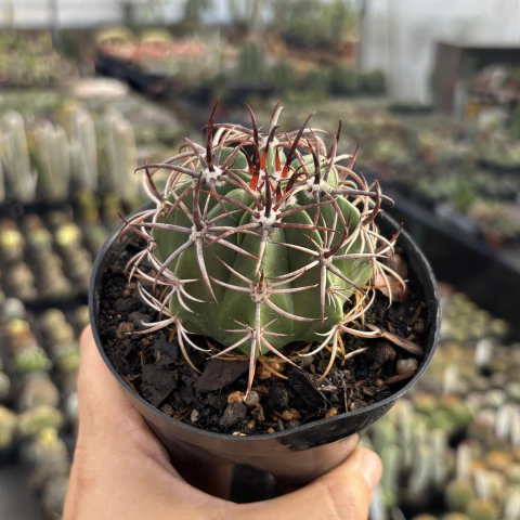 Coroa de Frade pote 11 - comprar online