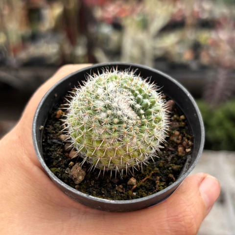 Mammillaria Gemnispina cristata variegata pote 07 - comprar online