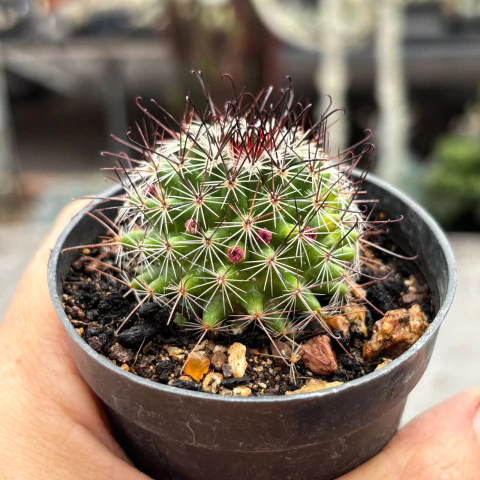 Mammillaria Tenango del Valle variegata 02 pote 07 - comprar online