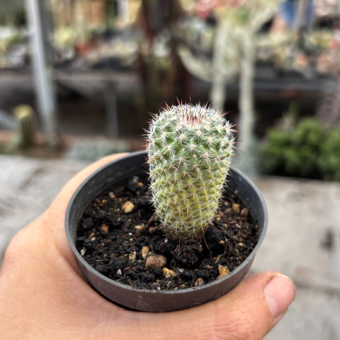 Mammillaria lanata variegata pote 07 03 - comprar online