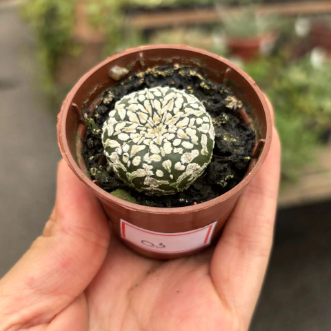Astrophytum super kabuto v type 03 pote 06 - comprar online