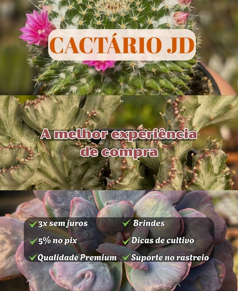 Carrusel Cactario JD