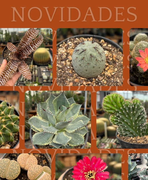 Carrusel Cactario JD