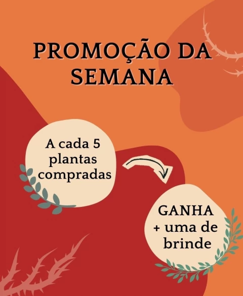 Carrusel Cactario JD