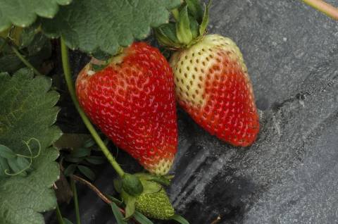 Morango Sensação em processo de amadurecimento com frutas vermelhas e parcialmente brancas na planta cercada por folhas verdes