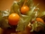 Sementes de Physalis (Golden Berry)