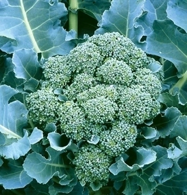 Sementes de Brócolis De Cicco ORGÂNICO