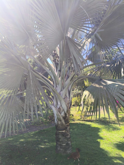 10 Sementes Palmenta Bismarckia Nobilis - comprar online