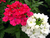 Sementes de Verbena