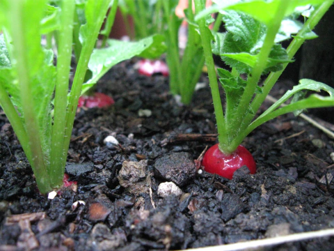Sementes de Rabanete Cherry Belle Orgânica