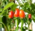  Sementes de Pimenta Cumari-Verdadeira