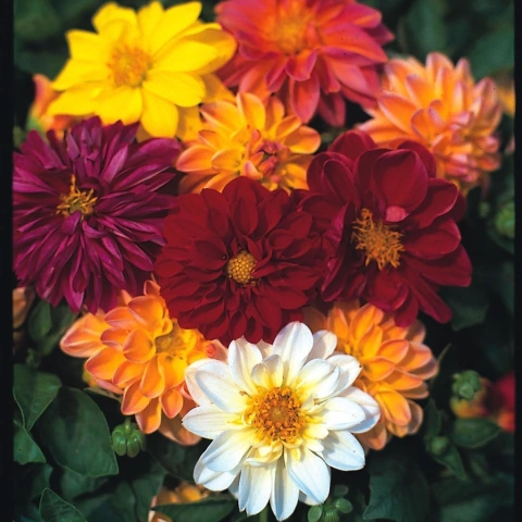 Sementes de Dália Dobrada