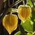 Imagem do Sementes De Physalis Fruta (Golden Berry) - 100 Sementes