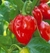 Sementes de Pimenta Red Habanero