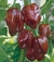 Sementes de Chocolate Habanero