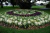 Sementes de Couve Ornamental