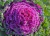 Sementes de Couve Ornamental