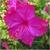 Sementes de Maravilha do Peru Rosa