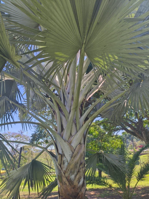 Tronco e folhas da palmeira Bismarckia nobilis com folhas grandes e verde-acinzentadas em ambiente externo ensolarado