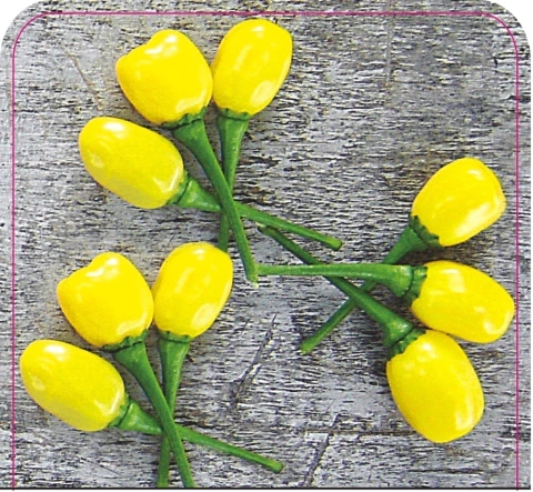 Sementes de Pimenta Luna