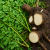 Raiz fresca e folhas verdes de Moringa Oleifera sobre solo escuro