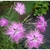 Sementes de Franjas Rosa 