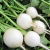 Sementes de Rabanete Branco