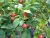 Sementes de Pimenta Pitanga