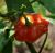 Sementes de Pimenta Pitanga