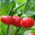 Sementes de Pimenta Pitanga