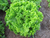 Sementes de Alface Crespa