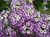 Sementes de Alyssum Violeta