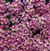 Sementes de Alyssum Rosa
