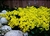 Sementes de Alyssum Amarela