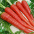 Sementes de Cenoura Red Atomic (Vermelha)