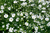 Sementes de Mosquitinho Branco