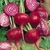 Sementes de Beterraba Listrada Chioggia