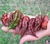Sementes de Pimenta Bhut Jolokia Chocolate