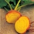 Sementes de Beterraba Laranja