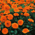 Sementes De Calêndula Sortida Dobrada (Calendula Officinalis) - loja online
