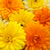Sementes De Calêndula Sortida Dobrada (Calendula Officinalis)