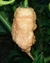 Sementes De Carolina Reaper Peach (Pêssego) na internet
