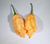 Sementes De Carolina Reaper Peach (Pêssego) - Comprar Sementes é Na Loja Planeta Semente. 