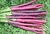 Sementes de Cenoura Cosmic Purple (Roxa)