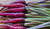 Sementes de Cenoura Red Atomic (Vermelha)