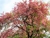 Sementes De Cássia Rosea - Cassia Grandis