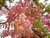 Sementes De Cássia Rosea - Cassia Grandis - comprar online